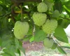 Fruta que parece creme: como a pinha est� salvando lavouras na �ndia
