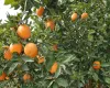 Cientistas de SP descobrem como fungo do mofo azul ataca laranjas e outras frutas