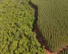 Agro pode liderar expans�o de florestas no Brasil nos pr�ximos 10 anos, diz estudo