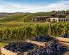Governo do RS investe R$ 44,3 milh�es para ajudar produtores de uva e vinho