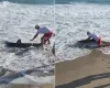 Brasileiro filma pescador que fisgou tubar�o-branco e o libertou de volta ao mar