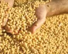 Mercado de Sementes de Soja: Empresas Pisam no Freio e Recalculam Planos para a Safra