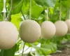 Mel�o japon�s de R$ 36 mil: a fruta mais cara do mundo