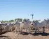 Dia do Pecuarista: planejamento, tecnologia e sa�de animal melhoram a efici�ncia no confinamento