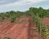 Cr�dito emergencial para produtores de Guaratinguet� e Osvaldo Cruz