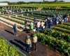 Nova gen�tica e produtos biol�gicos ajudam a tornar a horticultura brasileira mais sustent�vel