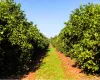 Novas regras contra o greening: entenda como proteger os pomares de laranja
