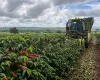 Colheita de caf� da Expocacer chega a 51% da safra 2026/27
