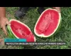 Brasil bate recorde na venda de frutas para o exterior em 2026