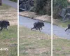 Guaxinim Jimothy vira febre na internet e vira meme