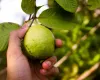 China facilita venda de polpas e frutas do Brasil em meio a briga com os EUA
