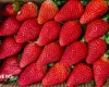 �ndia quer diminuir a depend�ncia de morangos importados