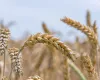 Alerta no campo: safra de trigo menor e custos maiores preocupam o Brasil