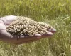 Mercado do arroz em momento decisivo: oferta menor e incertezas sobre estoques