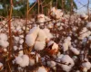 Colheita de algod�o atrasa em Mato Grosso e preocupa produtores