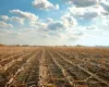 O maior risco da pr�xima safra de soja n�o � o pre�o, mas o clima