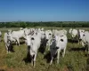 Pre�o do boi gordo: poucas vendas e pre�os da arroba hoje