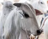 Pre�o do boi gordo sobe com falta de gado e compradores mais agressivos