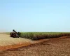 Governo libera ajuda para produtores de cana do Nordeste