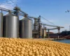 EUA vendem 1,835 milh�o de toneladas de soja em uma semana, diz USDA