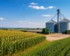 EUA devem colher mais soja e milho em 2026/27, aponta USDA