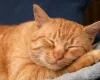 Mutir�o gratuito de castra��o de c�es e gatos continua no interior de SP