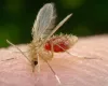 Leishmaniose: entenda o que � a doen�a e como se proteger do quadro