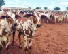 Nelore pintado: o que avaliar antes de comprar um reprodutor?
