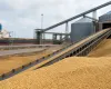 Exporta��o de soja dos EUA cai 34% em uma semana