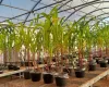Fertilizante com aditivo biol�gico turbina crescimento e nutrientes das plantas
