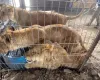 Zool�gico em Gaza luta para proteger animais durante guerra