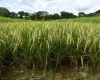 Embrapa encontra plantas de arroz que resistem � praga que pode destruir toda a produ��o