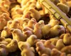 Granja Econ�mica reduz expectativa de vendas de pintinhos e aposta em exporta��o para crescer