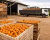 Governo vende 13 mil toneladas de laranja em leil�o para ajudar produtores de 5 estados