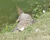 Jacar� de 2 metros � achado morto e peixes apodrecidos na Lagoa Grande de Feira de Santana