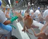 Pre�o do frango dispara e ind�stria aumenta produ��o com demanda aquecida