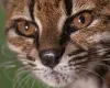 Mist�rio na Bol�via: Novo felino 'estranho' � descoberto em estrada e muda hist�ria da biologia