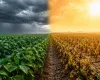 Clima extremo amea�a safra de soja: calor intenso e chuvas irregulares preocupam produtores