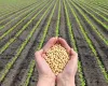Plantio de soja avan�a no Brasil e estado l�der atinge 15% da �rea