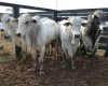 Pe�a de carne fica mais cara: pre�o do boi sobe 5% e bezerro bate recorde hist�rico