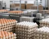 Consumo de ovos no Brasil bate recorde e chega a 301 unidades por pessoa em 2026