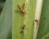 Insetos amigos e chuva ajudam a controlar pulg�o que ataca lavouras de sorgo em Minas Gerais