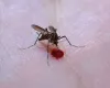 Brasil: 49% dos munic�pios est�o em alerta para o mosquito da dengue