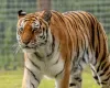 Homem sofre ferimentos graves ap�s escalar muro e cair em �rea de tigres em parque na Inglaterra