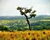 Estudo revela como o solo e o clima decidem se o Cerrado guarda carbono ou o libera para a atmosfera