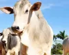 Gen�tica avan�a: bovinos podem ficar mais resistentes ao calor e usar c�lulas-tronco para se reproduzir