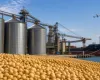 EUA mant�m safra do Brasil, mas cortam expectativa de exporta��o de soja e milho