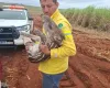 Filhote de anta resgatada com perna quebrada no interior de SP recupera peso e ganha nome