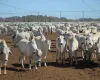 Pre�o do boi gordo para de subir, mas continua alto no Brasil