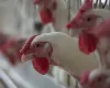 Doen�a de Newcastle: entenda por que comer frango e ovos continua seguro